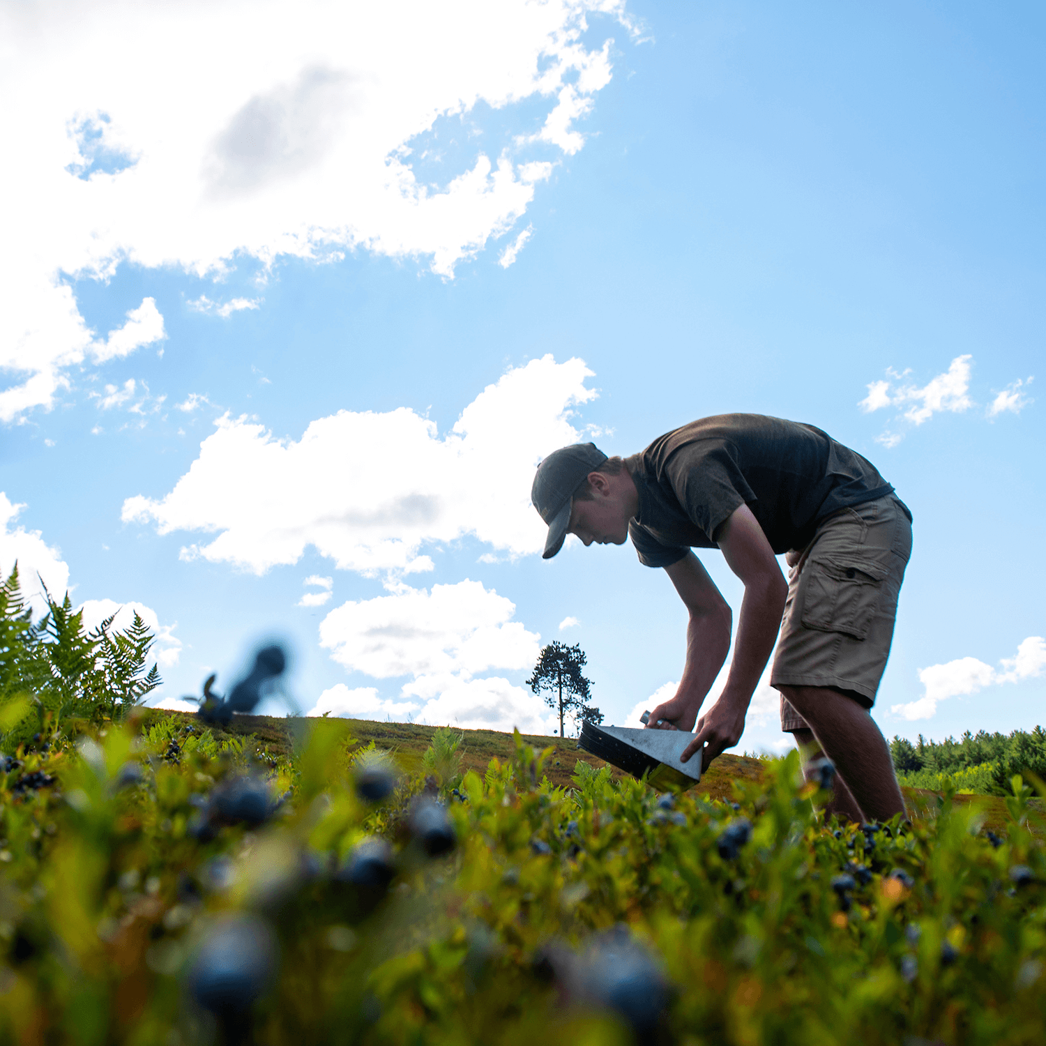 Maine Brand Study Blueberries