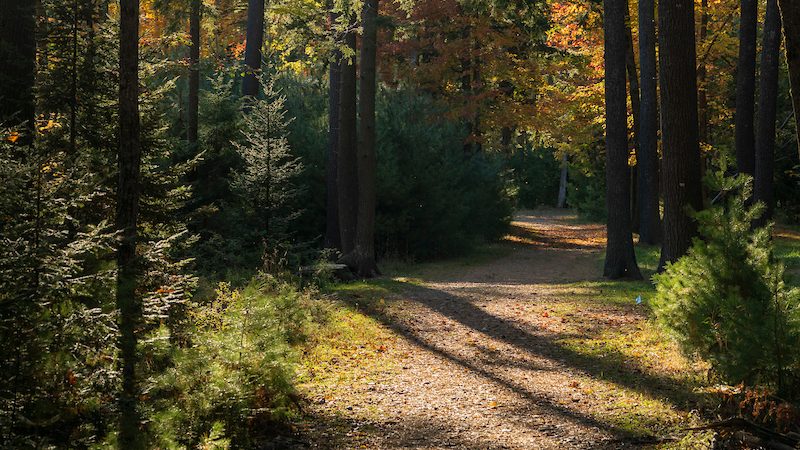Trail