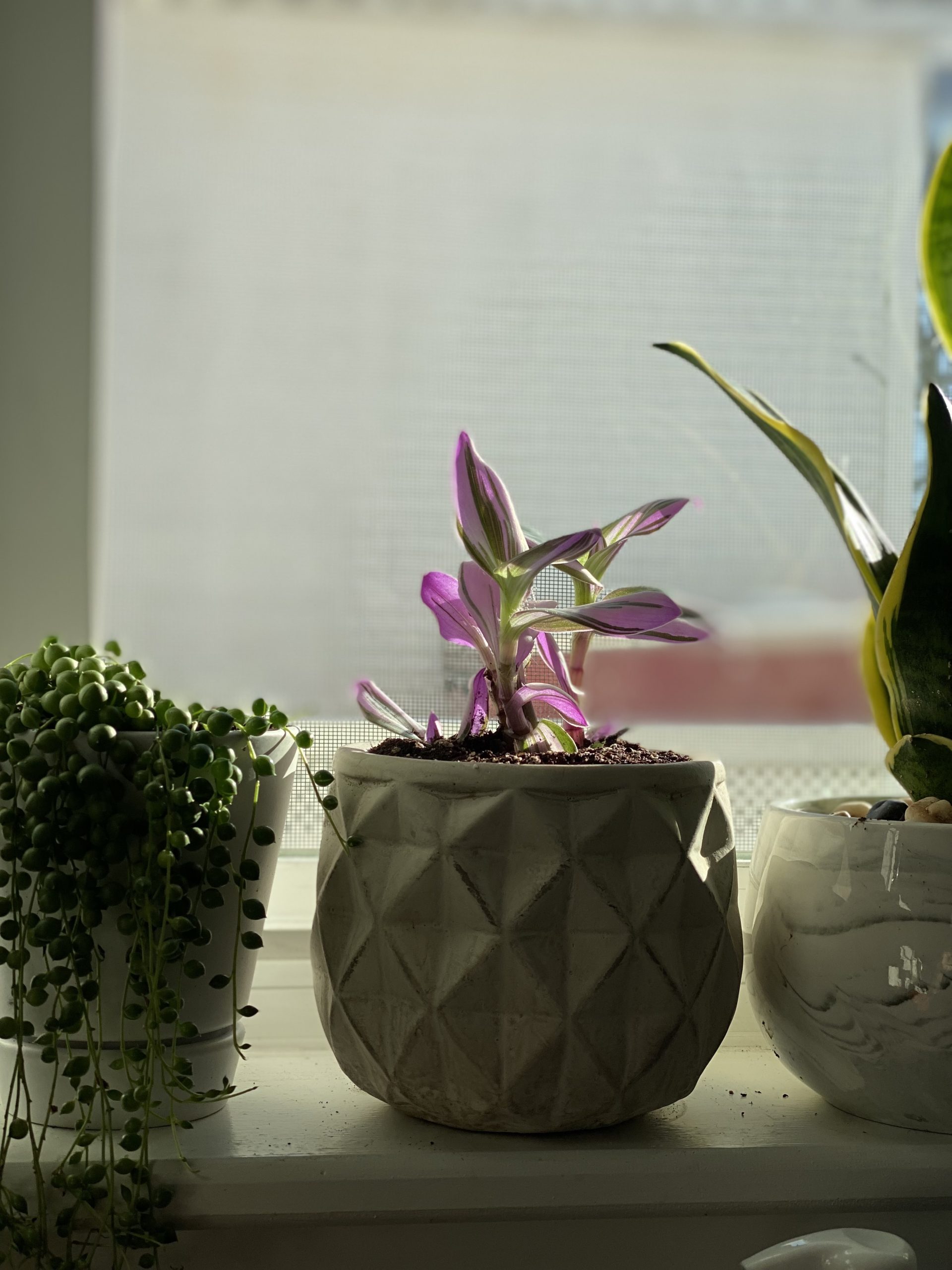 Three potted plants.