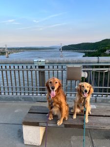 Two golden retrievers sitting on a bench.