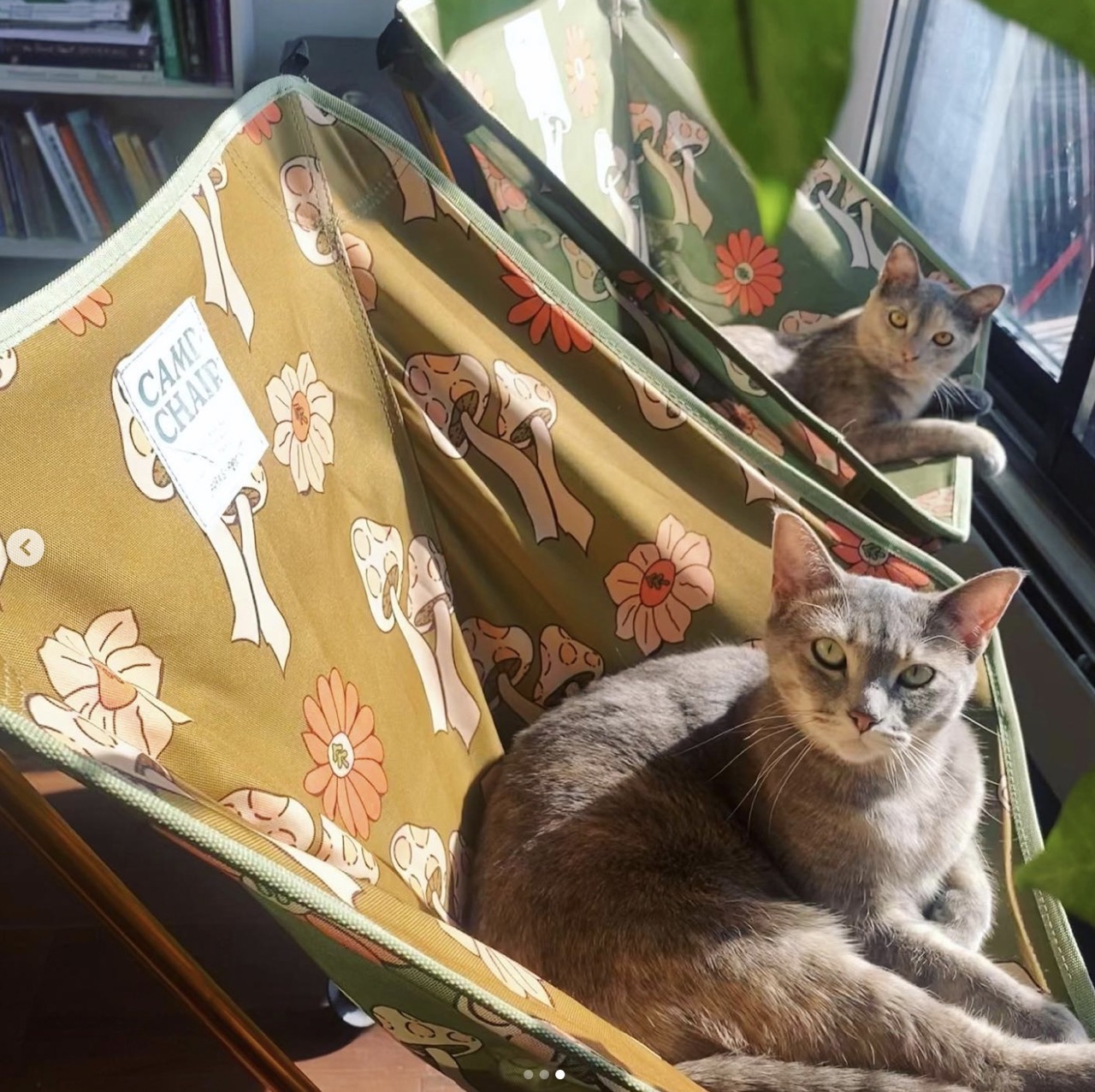 Two grey cats sitting in camp chairs.