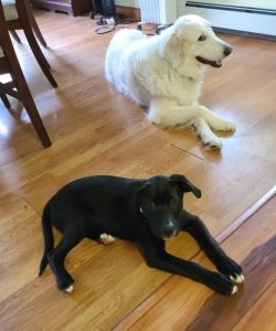Top: white dog look with paws crossed. Bottom: black puppy.