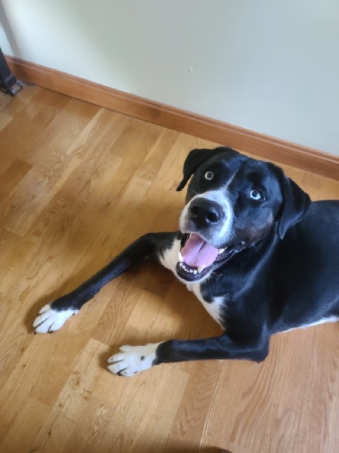 A black and white dog smiling at the camera.