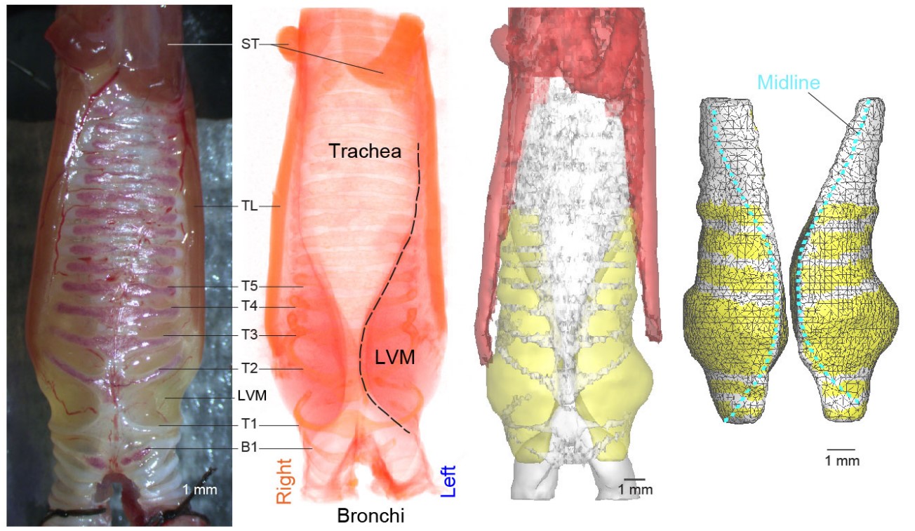 Direct numerical modeling (right two figures) of the bird syrinx (left two figures)