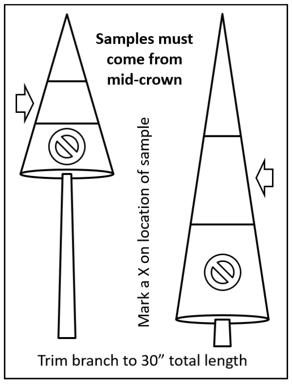 An image that shows the correct place to take a branch sample from on a tree.