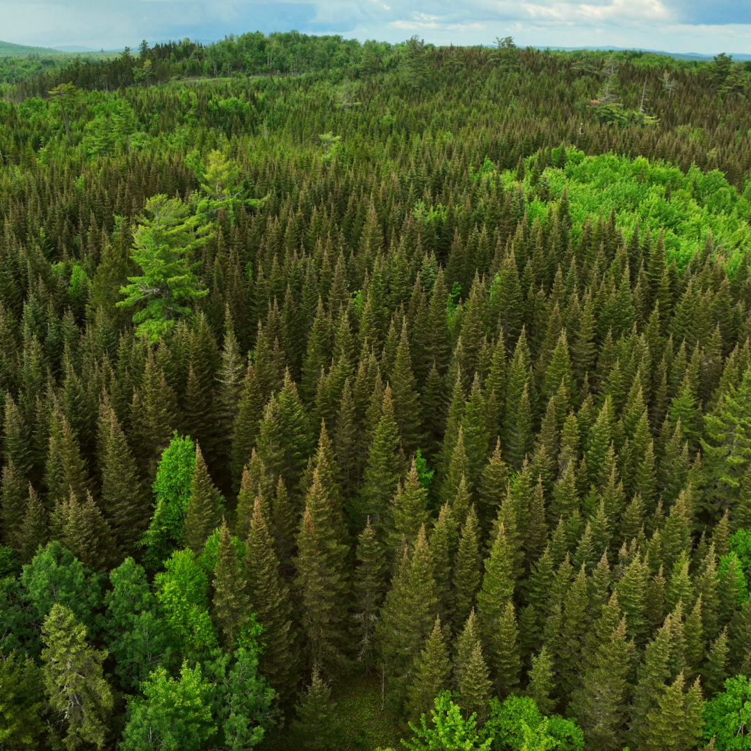 aerial view of fir trees in forest taken from a drone
