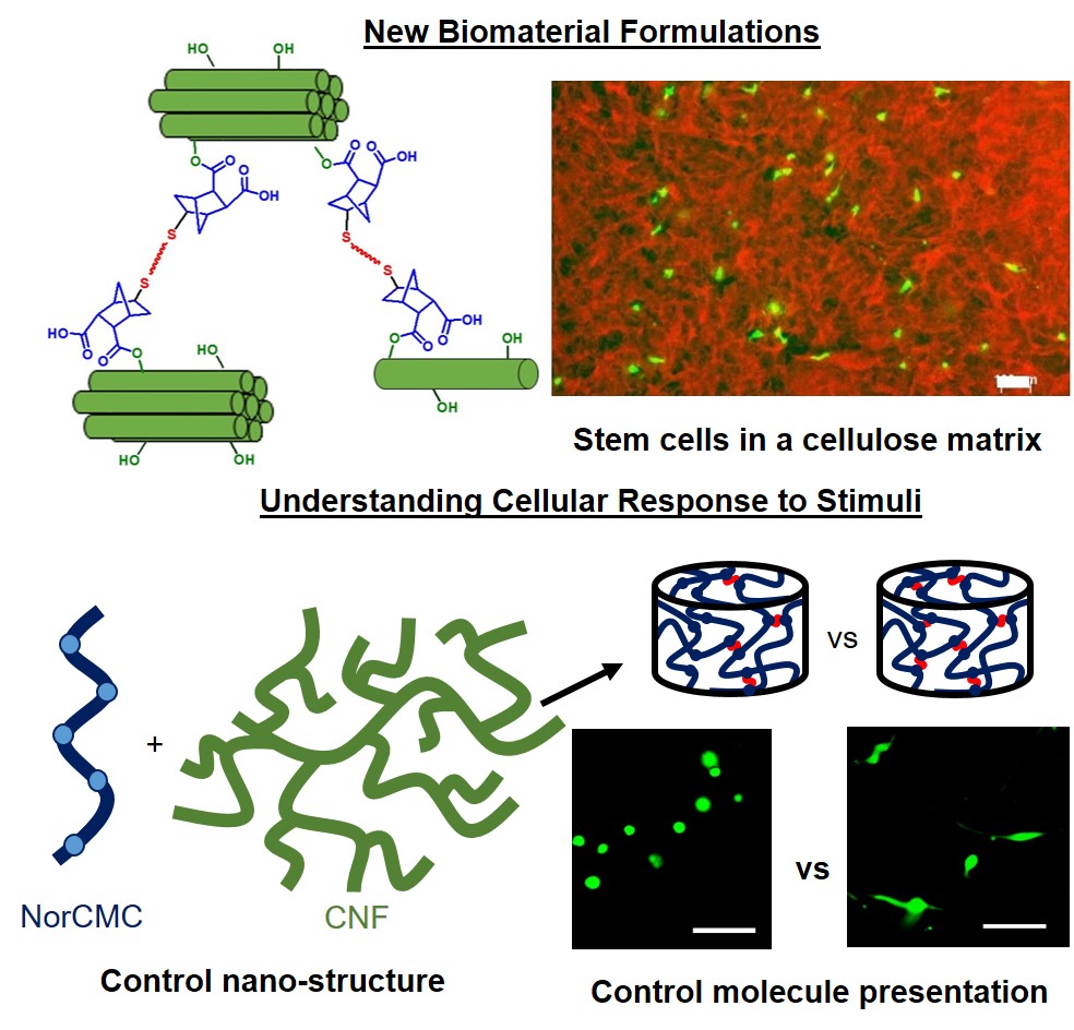 Spatiotemporally tunable biomaterials