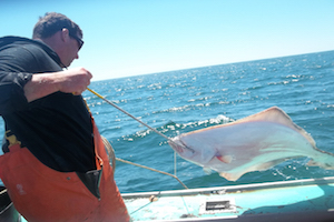 Participating fisherman snagging a halibut