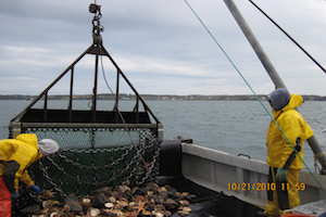 Maine DMR scallop survey in Cobscook Bay