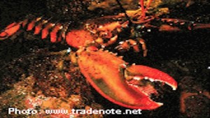 lobster_management