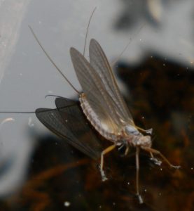 a fly landing on the water