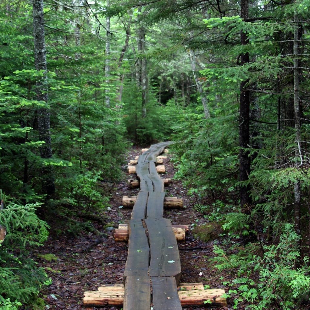Wooden plank path through a pine tree forest in Baxter State Park, Maine