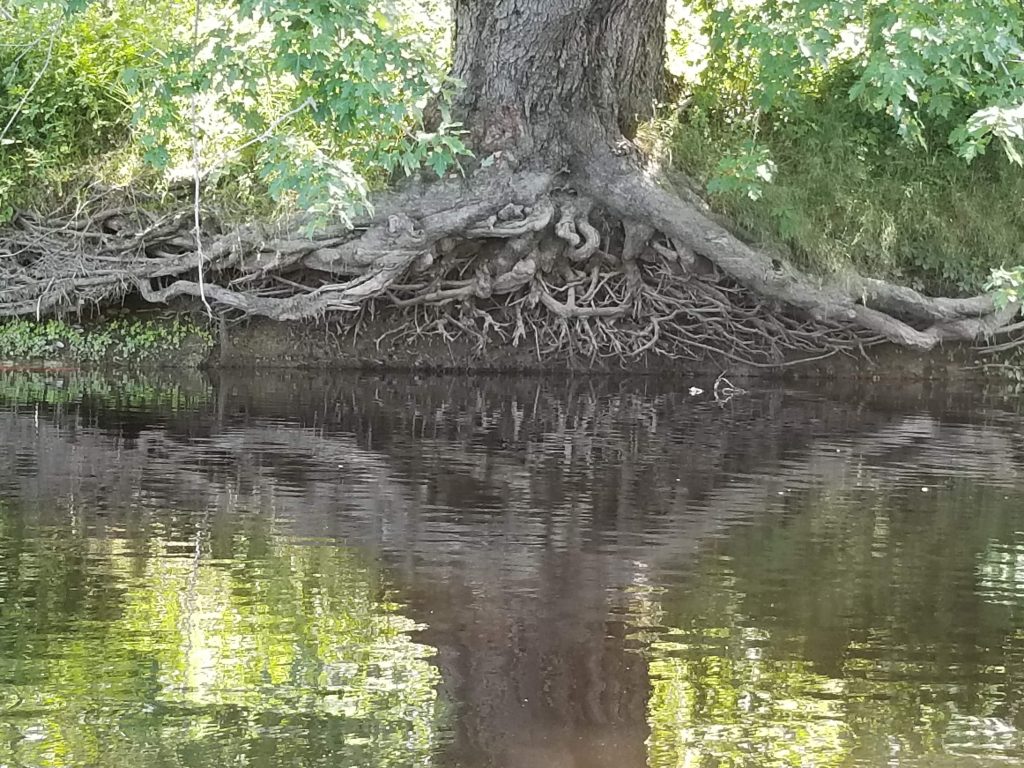 A photo of the riverbank from Hirundo Wildlife Refuge. The water is low enough so that you can see the roots of the silver maple, along with its reflection in the Dead Stream.