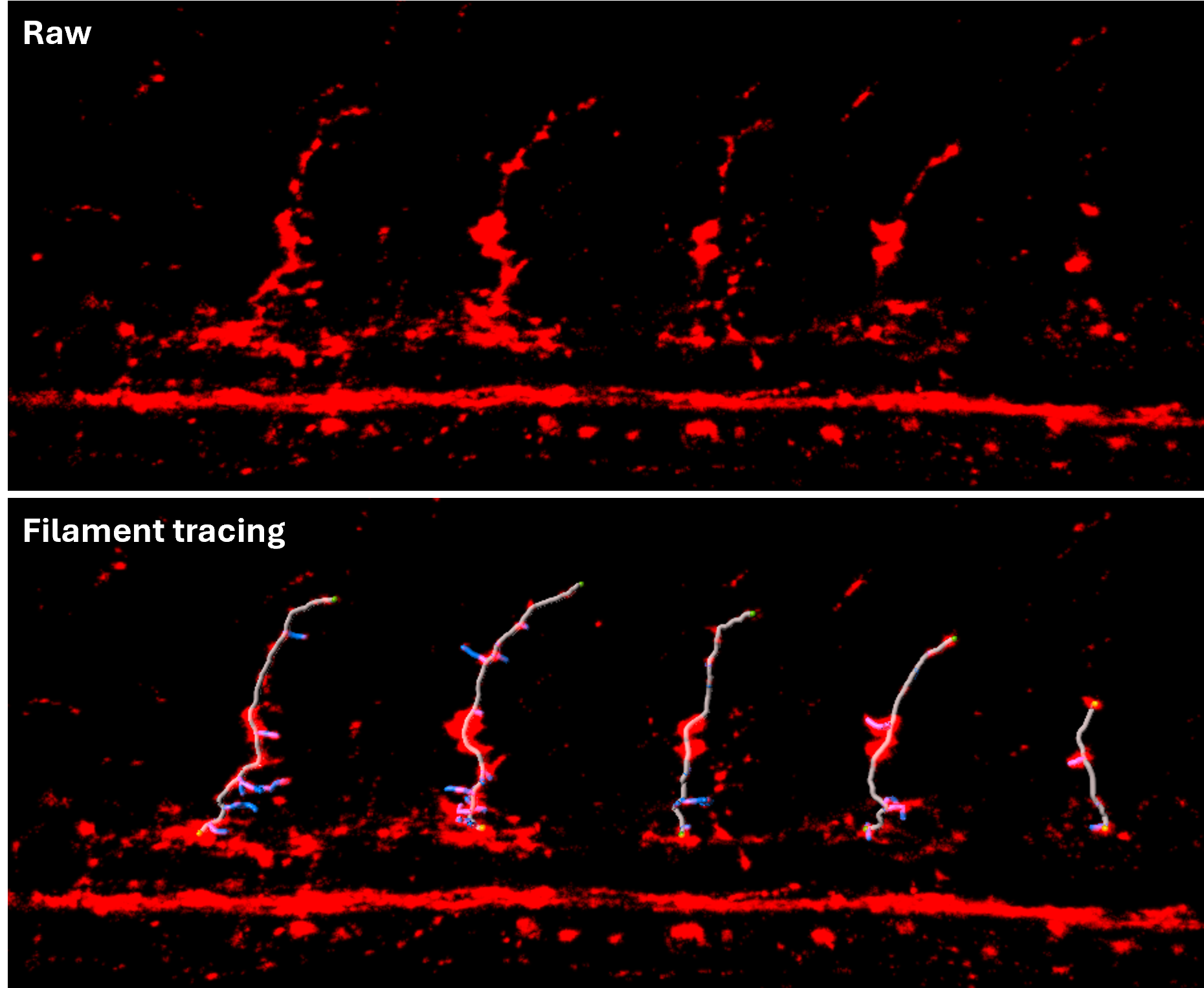 Zebrafish primary motor neurons
