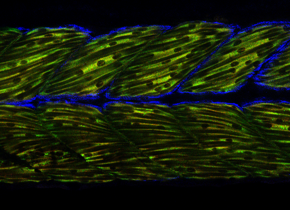 zebrafish muscle