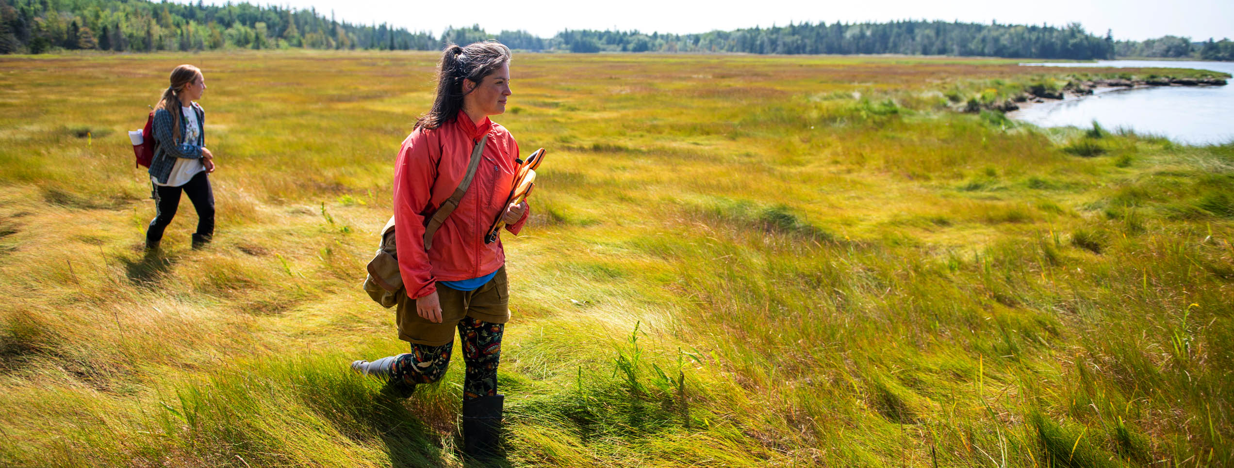 Two researchers walking in sweetgrass on the coast of Maine