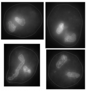 images of mouse chromosomes