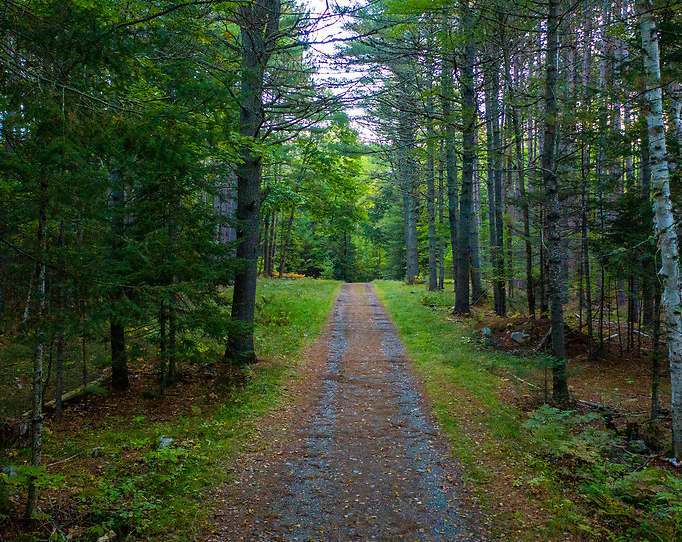 DeMerritt Forest Trail