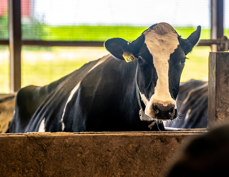 Cow at Witter Farm