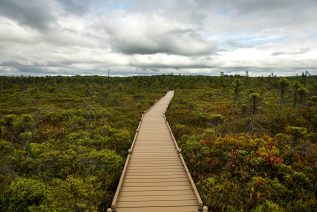 Photo of boardwalk at Orono Bog