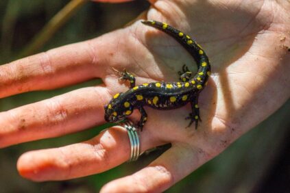 A salamander on a person's hand