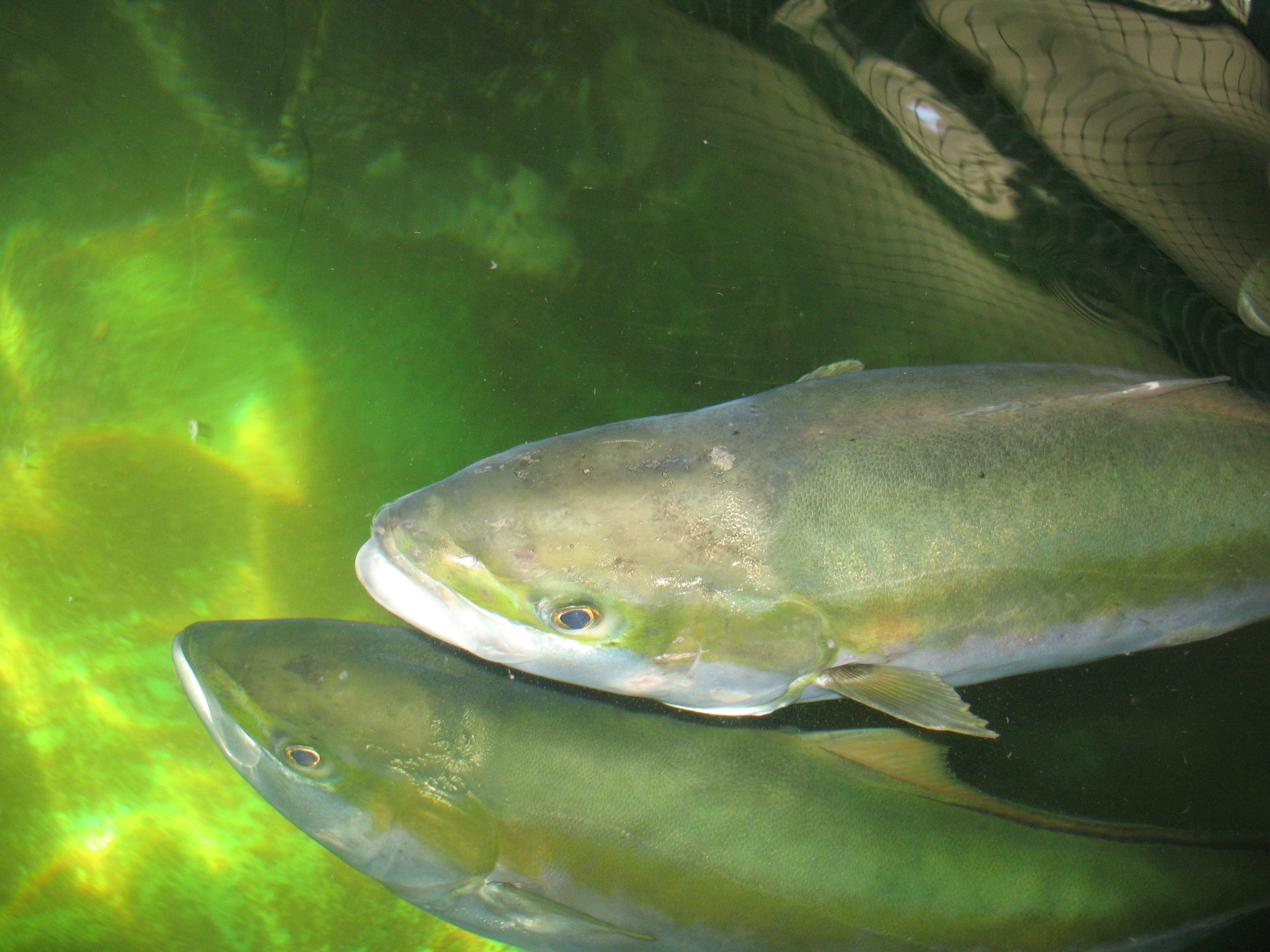 Аквакультура. Aquaculture.