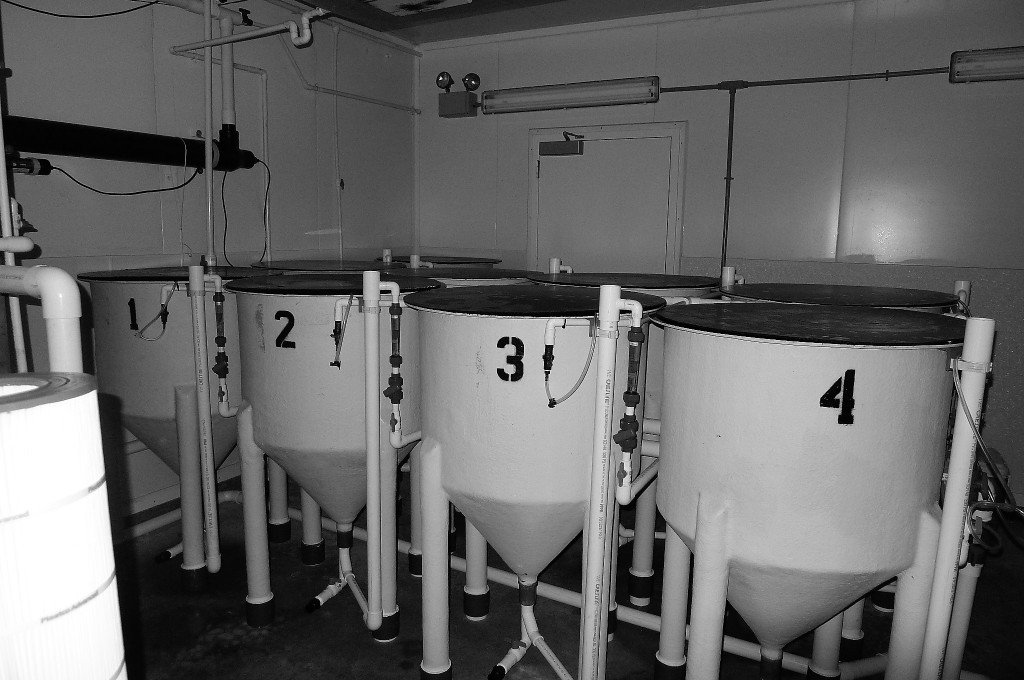 egg incubation lab