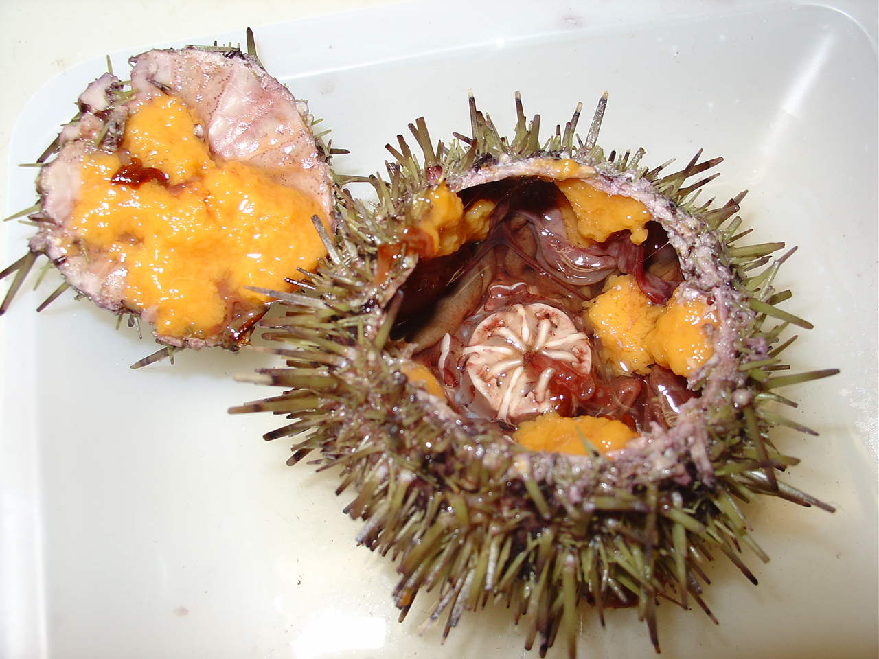 Green sea urchins in a rearing tank (laboratory of Murmansk Marine