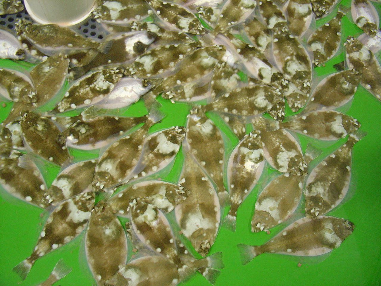 halibut juveniles in tank
