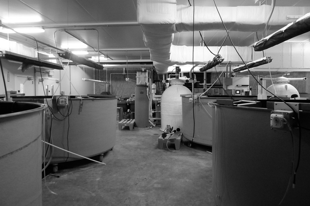 hatchery tanks for rearing fish larvae