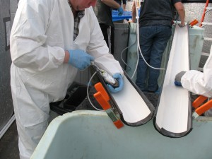 California yellowtail being injected with vaccine against bacterial pathogens