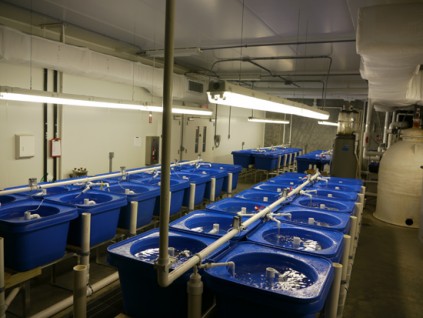 Atlantic Cod Breeding Program - Center for Cooperative Aquaculture ...