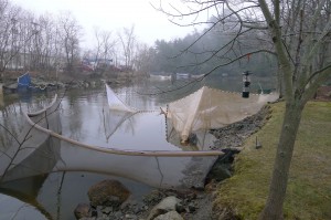 Fyke nets for capturing glass eels 