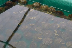 sea urchins in tank with formulated feed