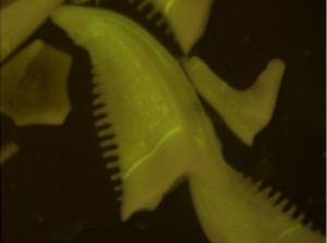 sea urchin jaw with fluorescent tag