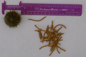 formulated sea urchin diet