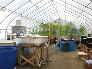 aquaponic plants and fish tanks