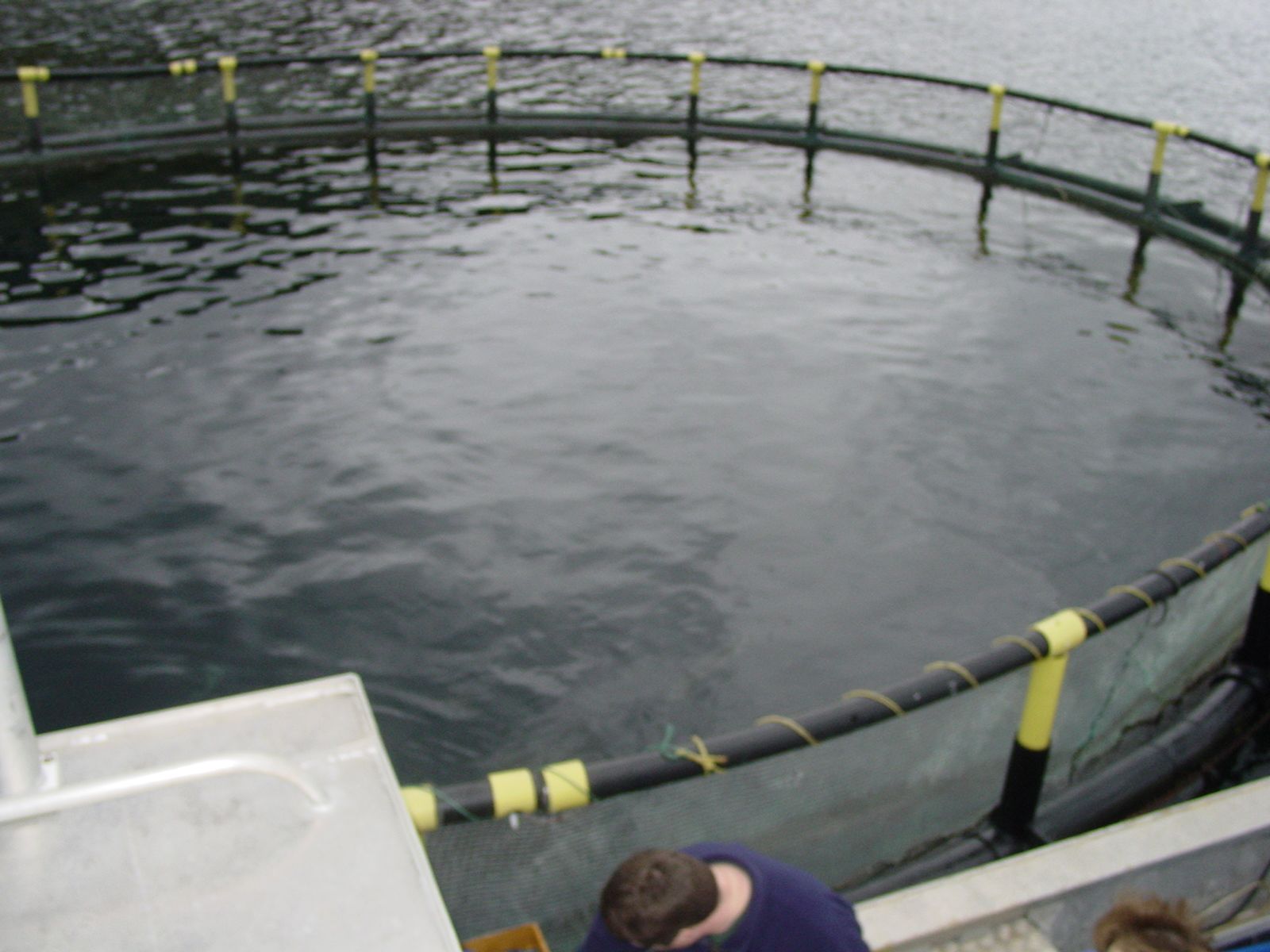 Demonstration of cod aquaculture - Center for Cooperative