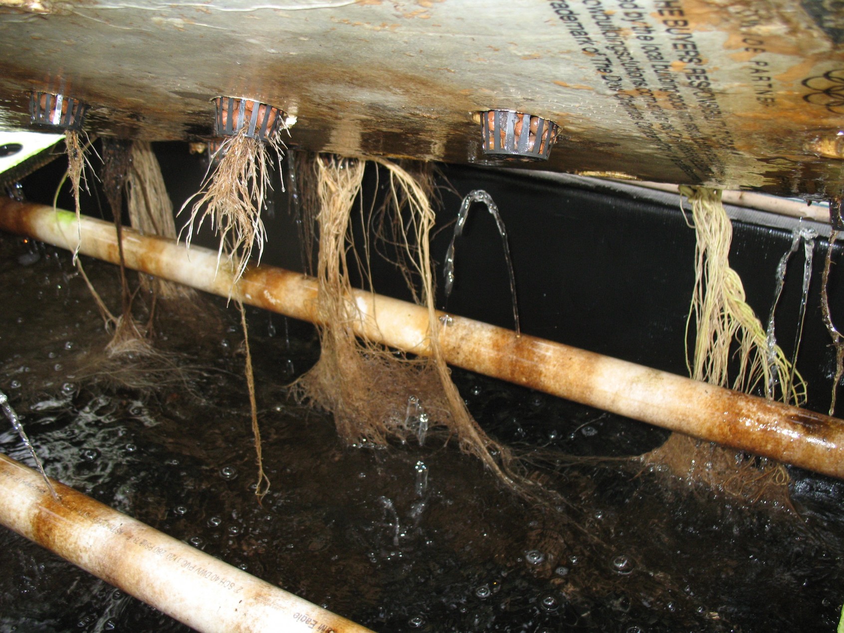 Aquaponics worm farm Campus Farm