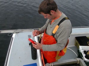 Urchins are counted into a mesh nursery tube