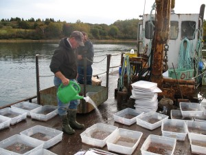 Trays of sand worms are kept moist in preparation for being planted out beneath a salmon net pen in Eastport, Maine