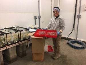 Research associate, Luz Kogson shows off her new batch of bloodworms. 