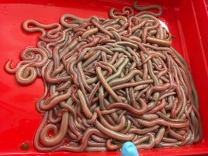 A pile of bloodworms, Glycera dibranchiate.
