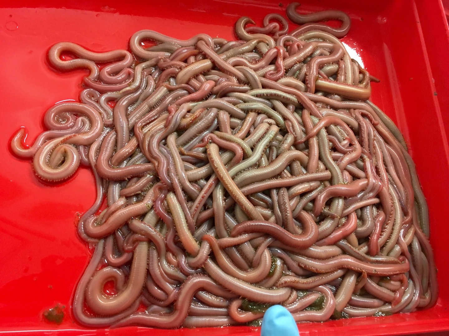 Bloodworms Find a New Home at the CCAR - Center for Cooperative Aquaculture  Research - University of Maine