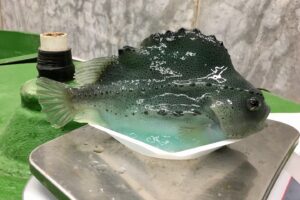 Female lumpfish, blue in color with a dorsal hump