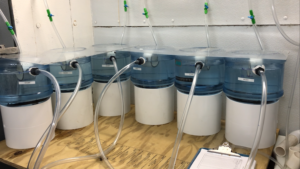 experimental system for larvae