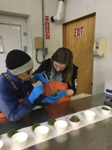 researcher and student injecting sea urchins