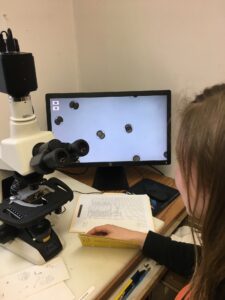 student looking at sea urchins eggs through a microscope