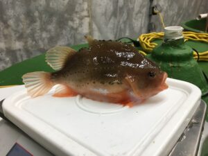 male lumpfish orange in color