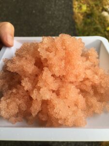 a mass of lumpfish eggs about the size of a softball